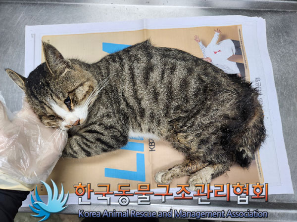 한국동물구조관리협회_441406202301630